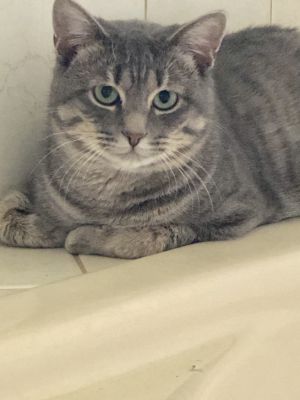 . Monkey-At the Adoption Center .