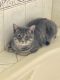 . Monkey-At the Adoption Center .