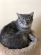 . Monkey-At the Adoption Center .