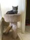 . Monkey-At the Adoption Center .