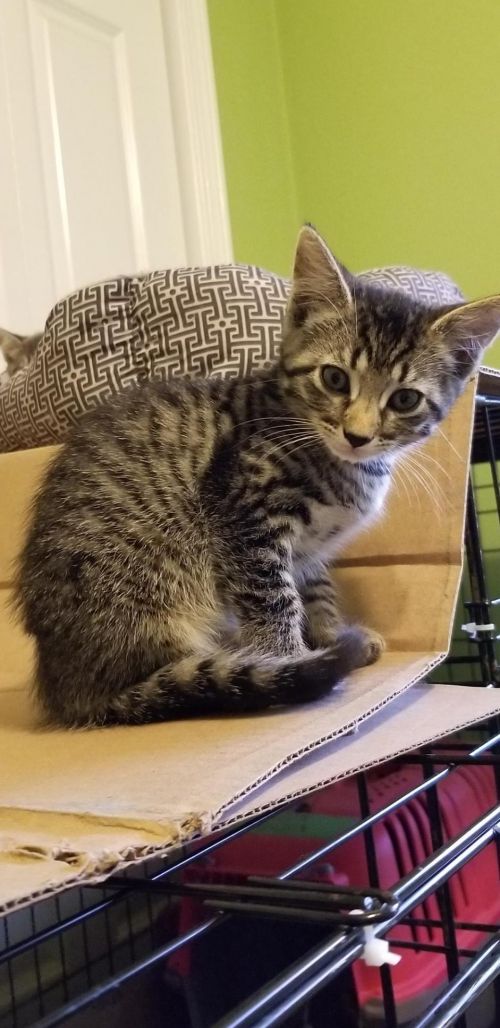 . Rudith kittens .