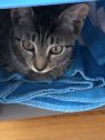 . Rudith kittens .