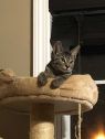 . Rudith kittens .