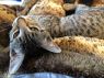. Rudith kittens .