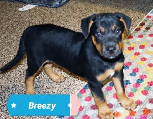 . Breezy .