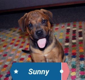 . Sunny .
