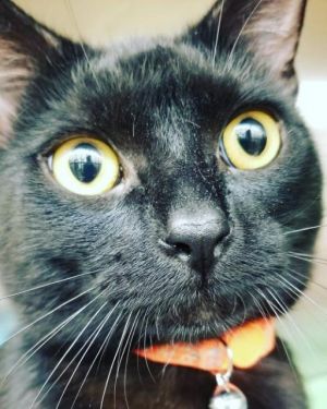 . Binx .