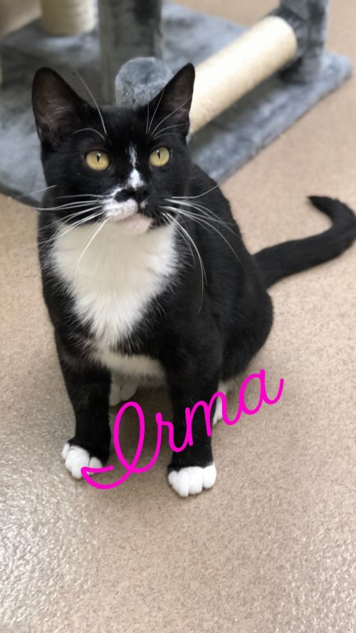 . Ermma (Irma) .