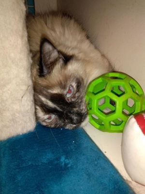 Photo of Harley And Queenie At Petco