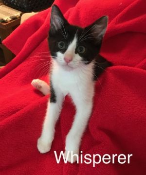 . Whisperer .