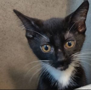. Eric Tuxedo Kit .