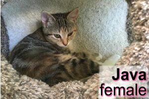 . Java .