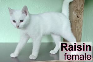 . Raisen .