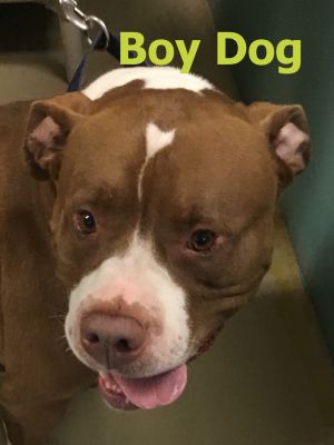 . Boy Dog .