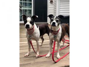. Beau and Brody .