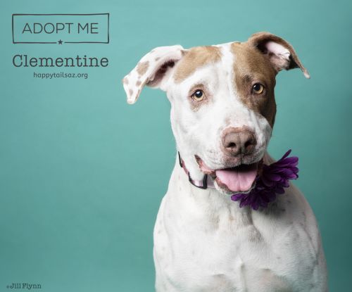 . Clementine .