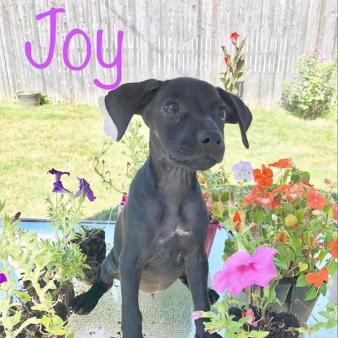 . Joy .