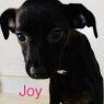 . Joy .