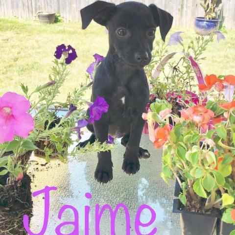 . Jaime .