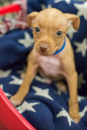 . Tyrion aka Lil Red .