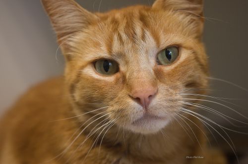 . Marmalade .