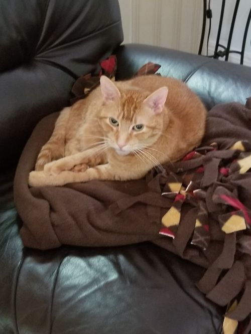 . Simba .