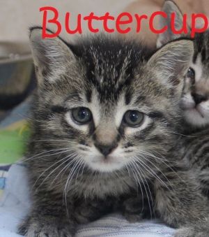 . Buttercup .