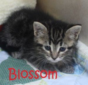 . Blossom .