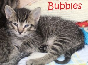 . Bubbles .