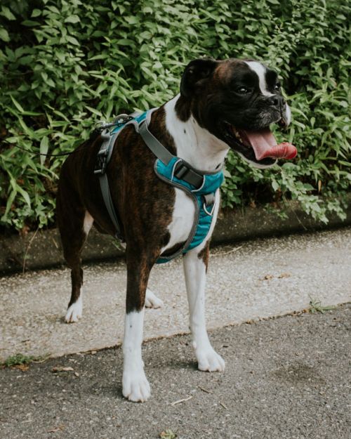 . Luna - Foster Needed .