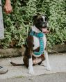 . Luna - Foster Needed .