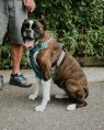 . Luna - Foster Needed .
