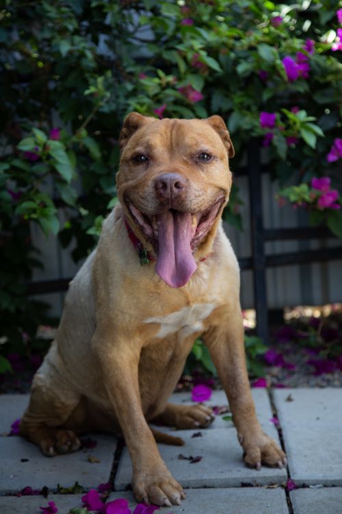 . Big Donut-Forever Foster! .