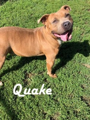 . Quake .