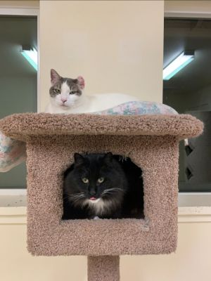 . Miss Puss .