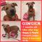 . Ginger .