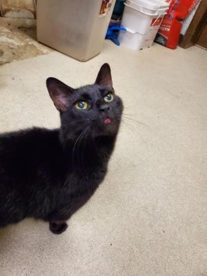 . El Gato .