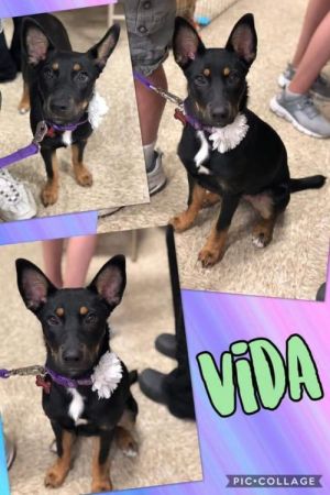 . Vida .