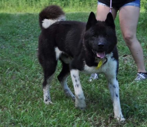 Big East Akita Rescue Instagram Kyle Kosa