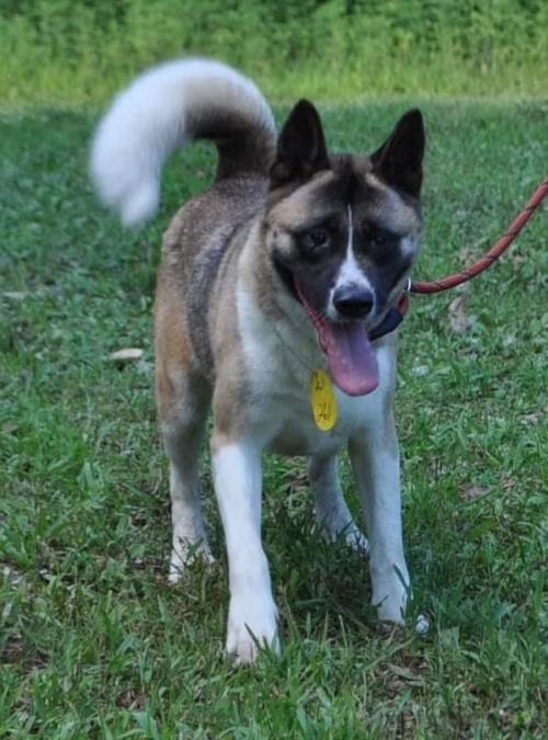 Available - Big East Akita Rescue