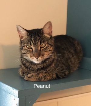 . Peanut .
