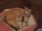 . Tigger .