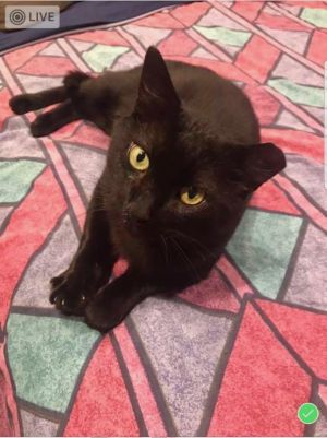 Photo of Panther