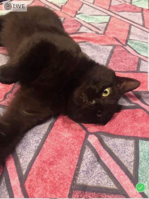 Photo of Panther