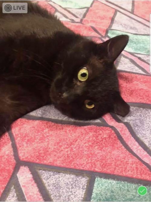 Photo of Panther