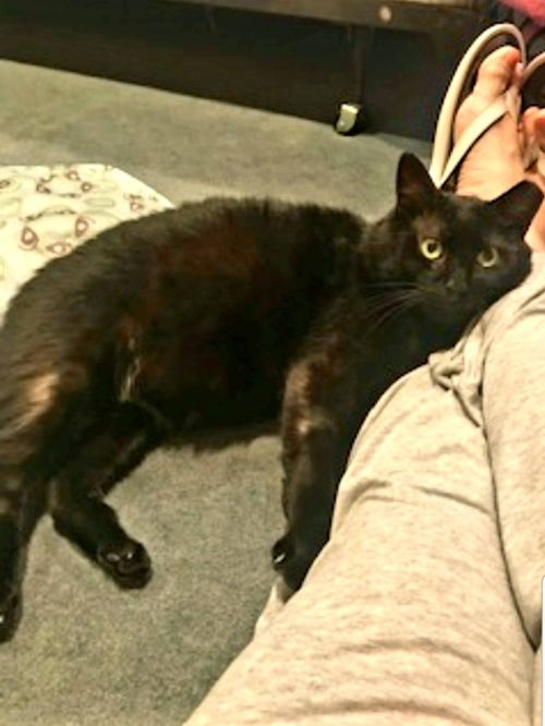 Photo of Panther