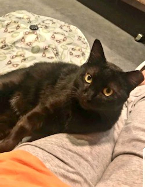 Photo of Panther