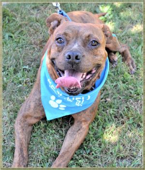 . Oliver - GREAT WITH CATS!! .