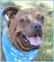 . Oliver - GREAT WITH CATS!! .