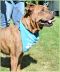 . Oliver - GREAT WITH CATS!! .